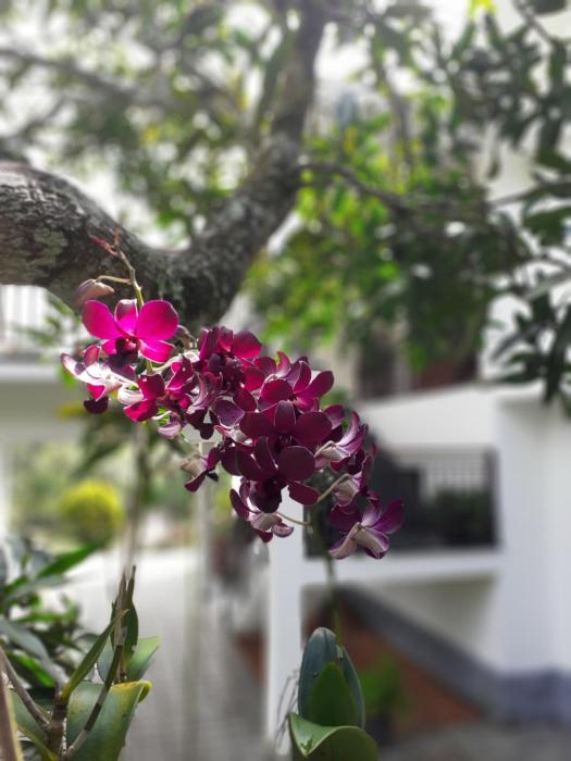 coffee and pepper plantation homestay