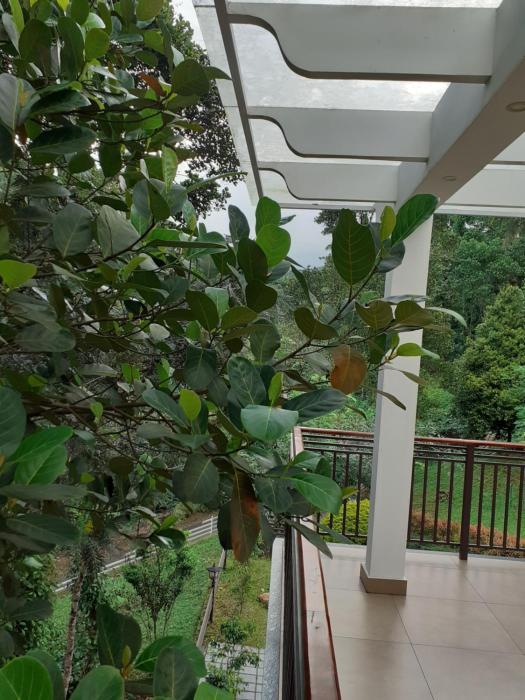 coffee and pepper plantation homestay