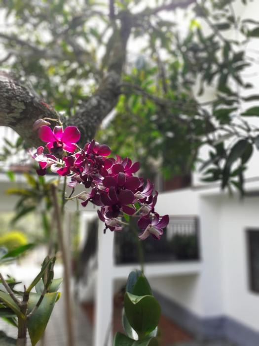 coffee and pepper plantation homestay