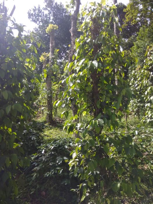 coffee and pepper plantation homestay