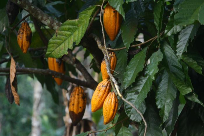 coffee and pepper plantation homestay