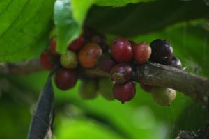 coffee and pepper plantation homestay