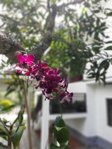 coffee and pepper plantation homestay