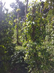 coffee and pepper plantation homestay