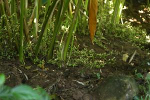 coffee and pepper plantation homestay