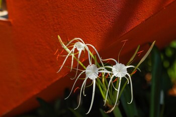 the estate resort bar and restaurant