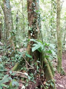 Aves De Tierras Altas,Guanacaste>>Bijagua,4 star