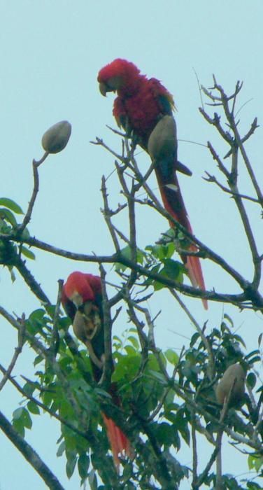 paquera