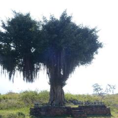 aarraams farms and resorts