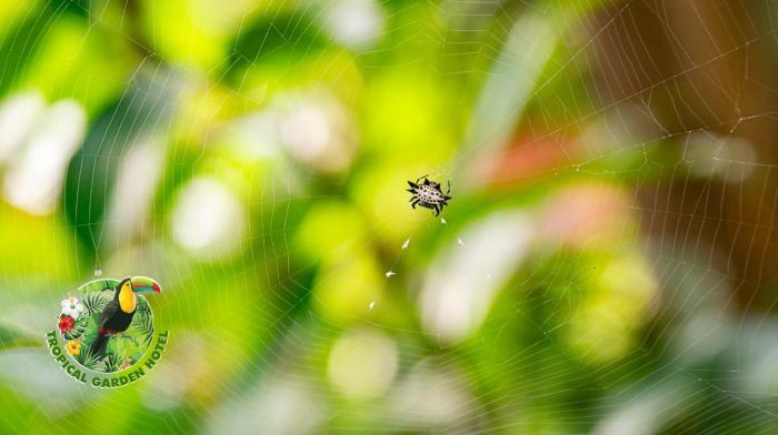 hotel tropical garden