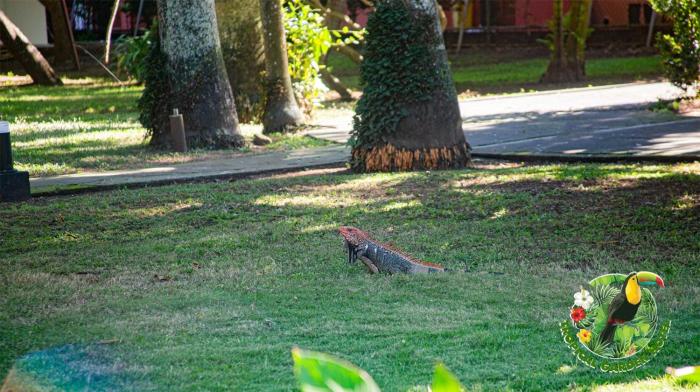 hotel tropical garden