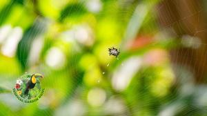 hotel tropical garden