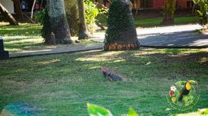 hotel tropical garden