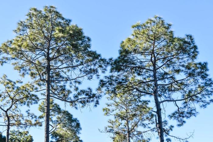 kasauli