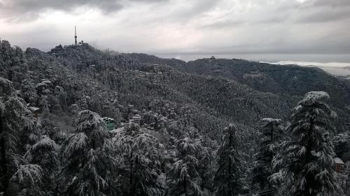 shimla