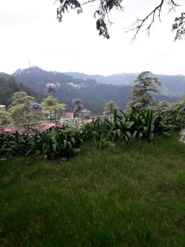 shimla