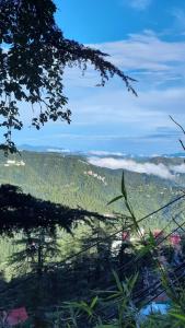 shimla