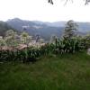 shimla