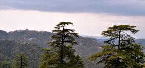 shimla