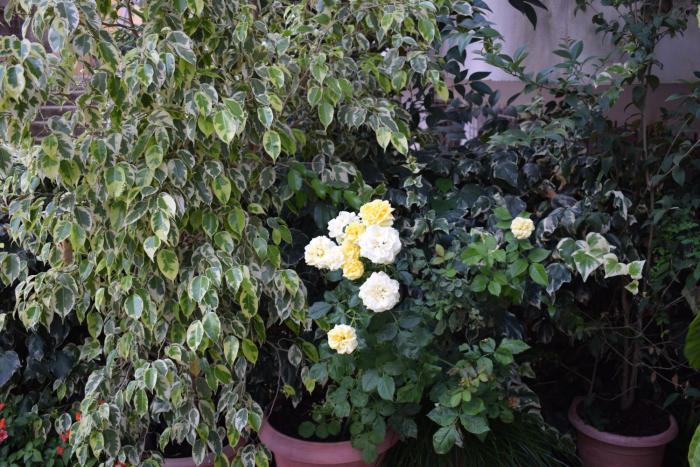 elena rooms and apartments