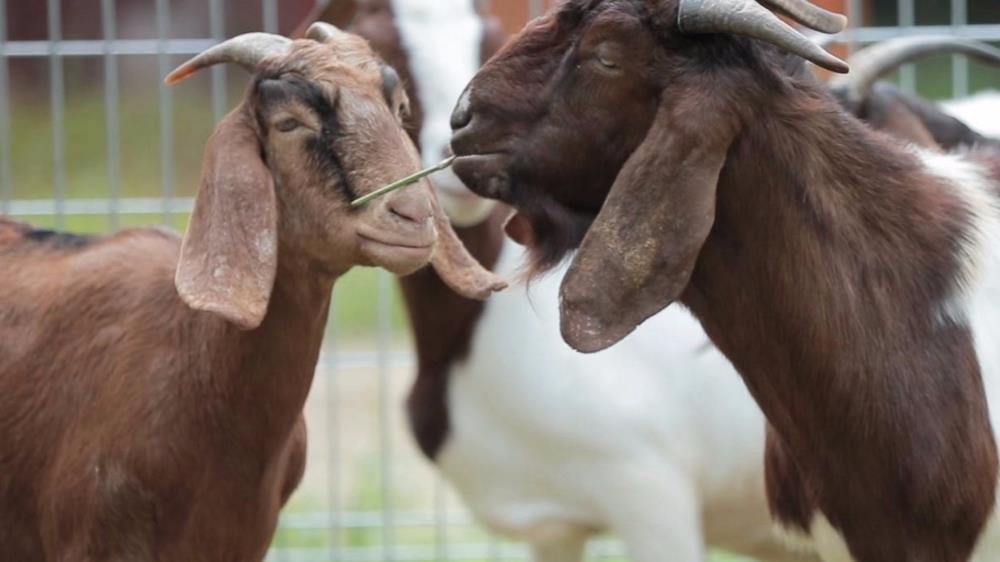 karak orchard resorts