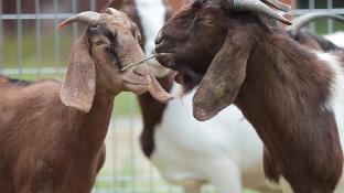 karak orchard resorts