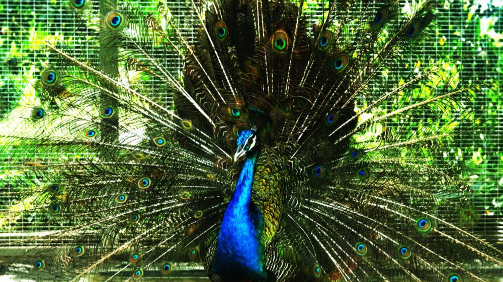 karak orchard resorts