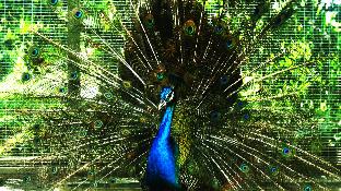 karak orchard resorts