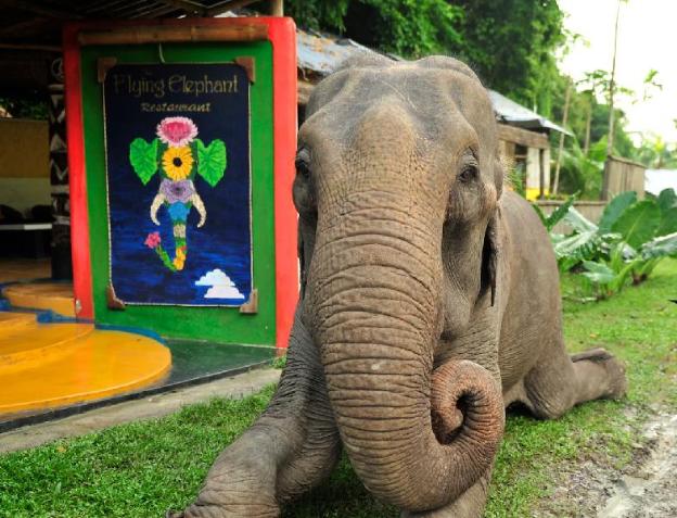 the flying elephant