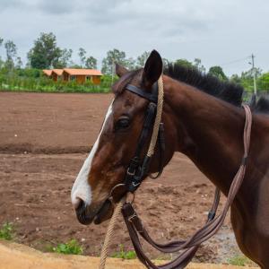 chikkamagaluru