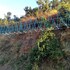 solan