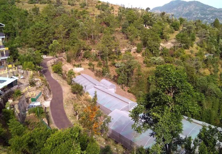 solan