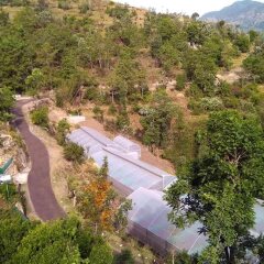 solan