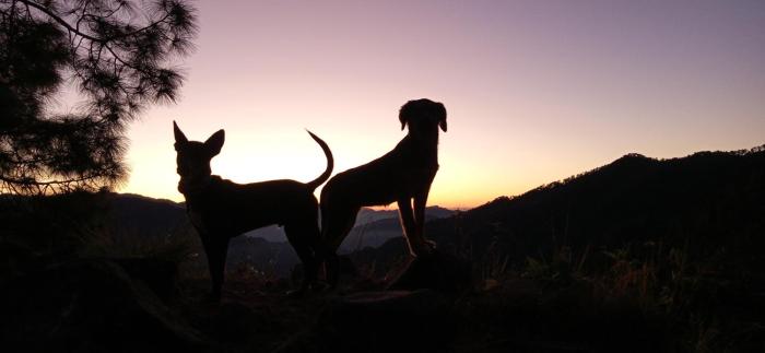 vista hostel jeolikote nainital