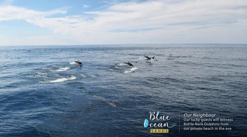 blue ocean sands on the beach