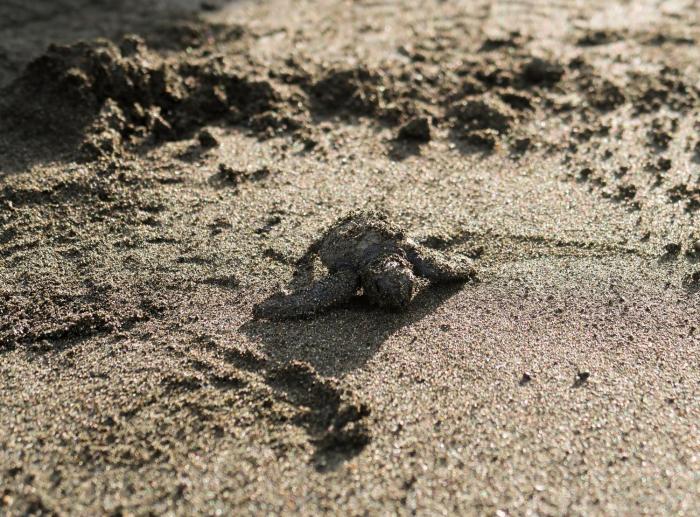hotel hoja de oro corcovado