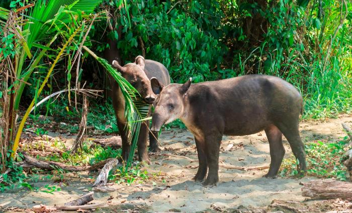 hotel hoja de oro corcovado