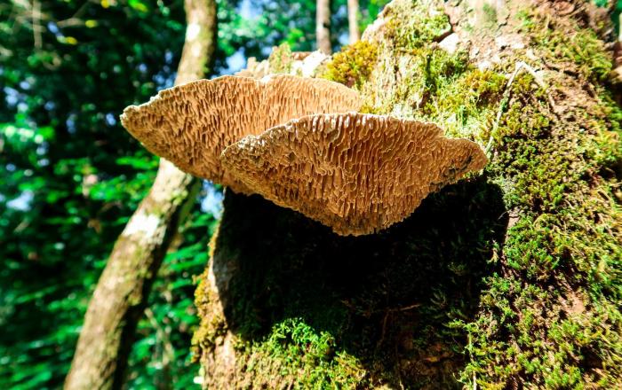 hotel hoja de oro corcovado