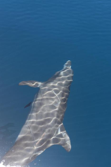 hotel hoja de oro corcovado