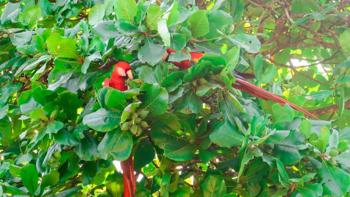 hotel hoja de oro corcovado