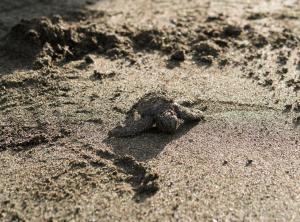 hotel hoja de oro corcovado