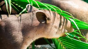 hotel hoja de oro corcovado