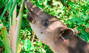 hotel hoja de oro corcovado