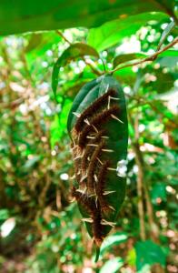 hotel hoja de oro corcovado
