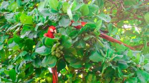 hotel hoja de oro corcovado