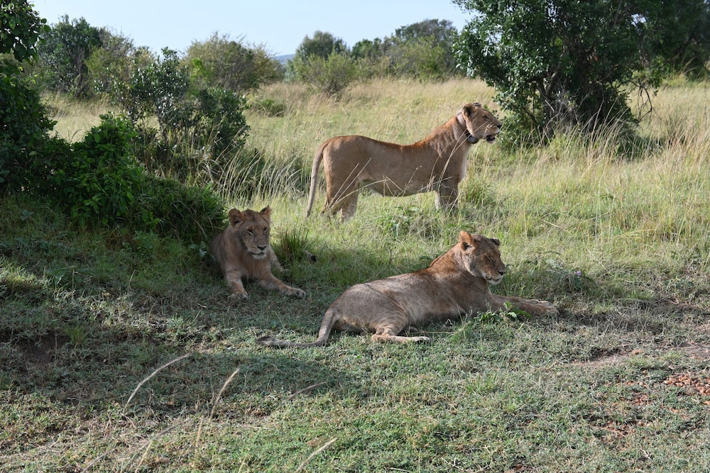 maasai mara