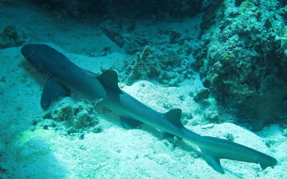 gustavs place silver beach dive resort