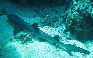 gustavs place silver beach dive resort