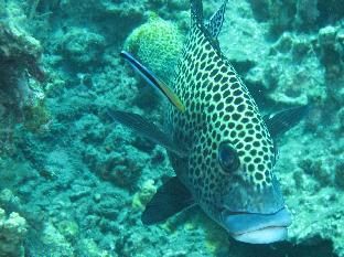 gustavs place silver beach dive resort