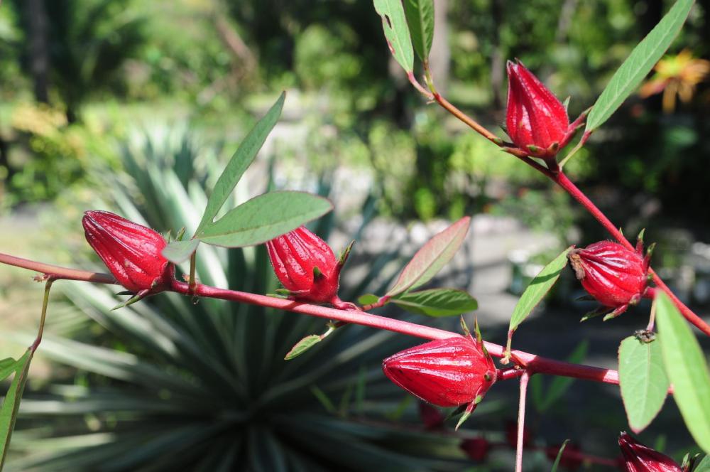 gustavs place silver beach dive resort